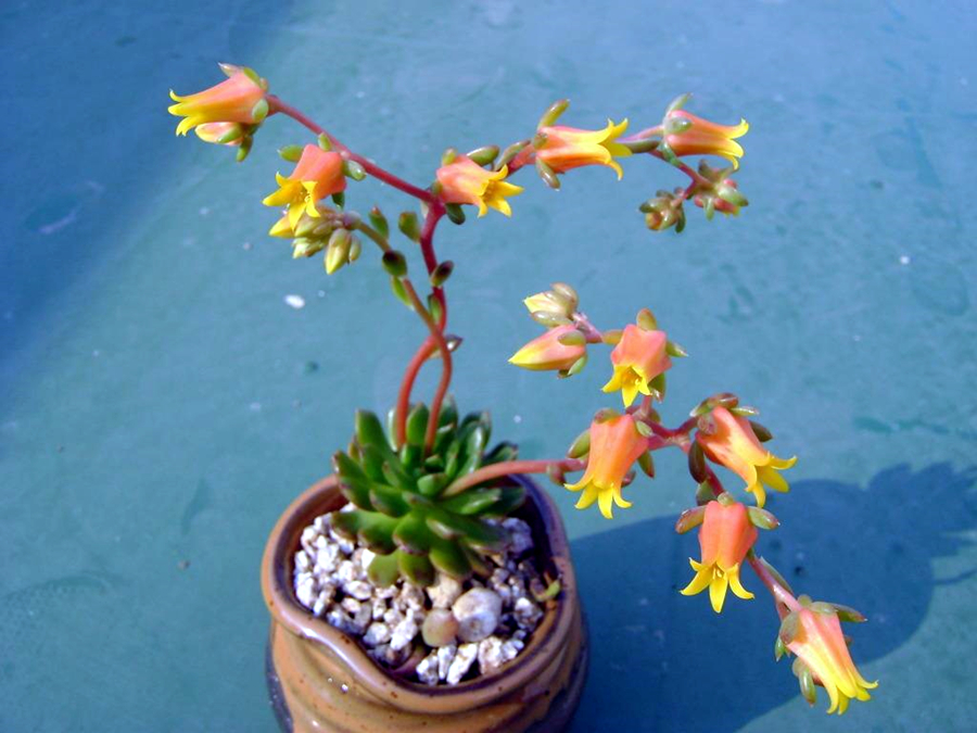 多肉开花一般在几月份几号开花,莲花座多肉开花对它生长有影响吗