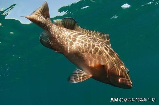 如何正确的出海钓鱼的小技巧