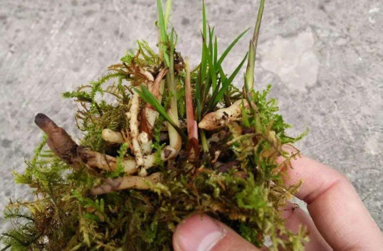 煤渣种花有什么好处,煤渣养花有营养