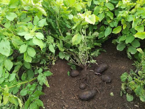 黑土豆和普通土豆有什么区别,土豆高产的经验