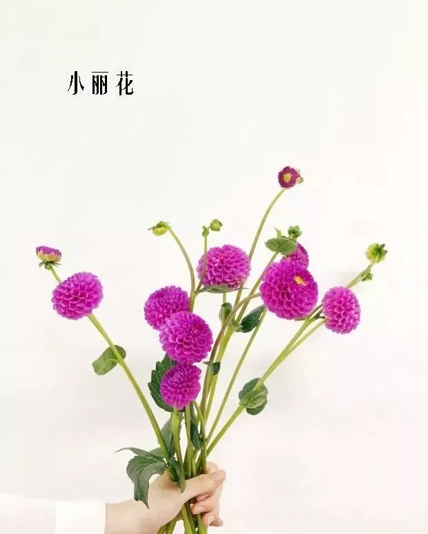 鲜花店常见花材品种大全,花店里同款的两种不同价格的花材