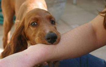 5岁女孩耳朵嗡嗡响怎么回事,5岁孩子喊耳朵疼紧急处理