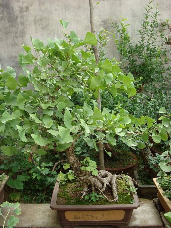 这六种花寓意吉祥好养易活,家中最旺财的4种花