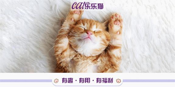 猫咪的八种习性图片,猫咪的七种性格
