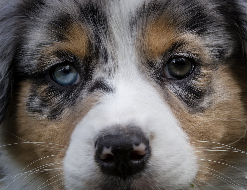 狗狗胡须能拔吗,狗狗的胡须被拔掉了还能长吗