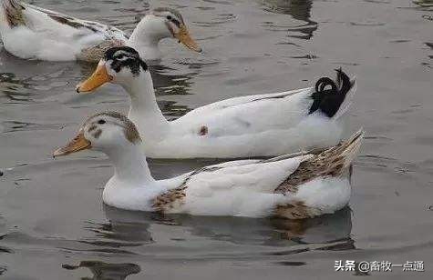 母鸭输精的正确方法,母鸡和母鸭的输精方法的区别