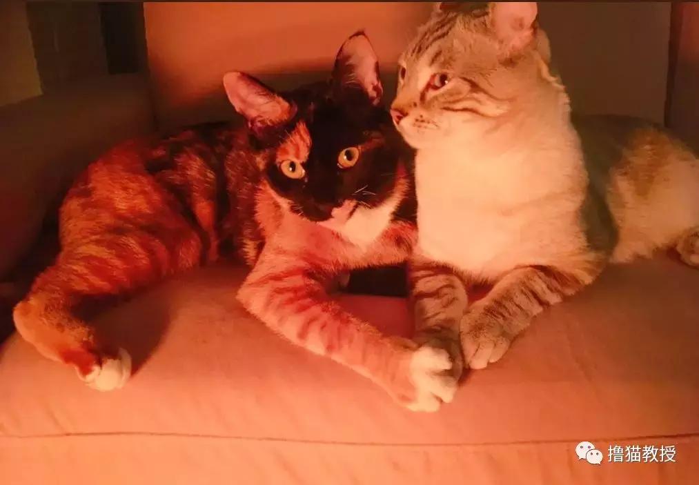 猫咪的怪癖铲屎官你们都知道吗,铲屎官养的猫咪有多厉害