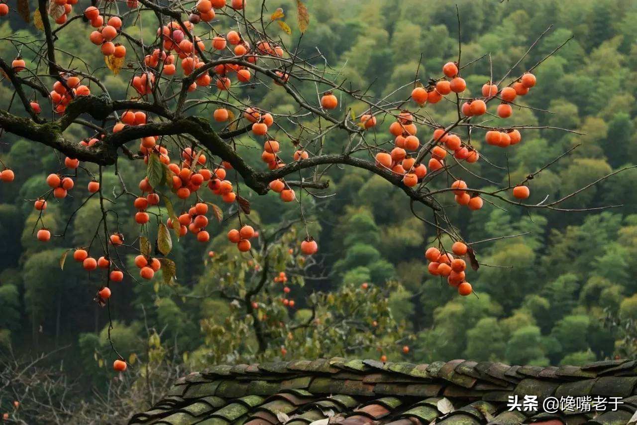 西瓜和哪些水果搭配会好吃,秋天能吃的西瓜有哪些