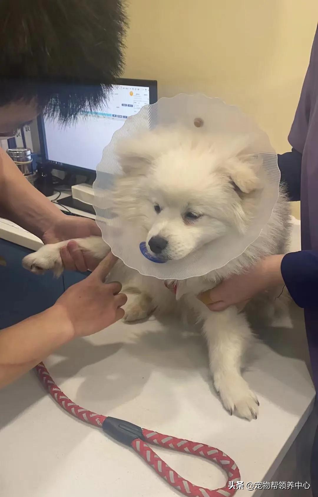 狗狗被*养送**期间患上细小，前主人却说：存活几率很小，别治了…