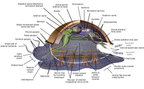 章鱼比人类聪明竟然可以编辑基因,章鱼有多聪明它有九个大脑