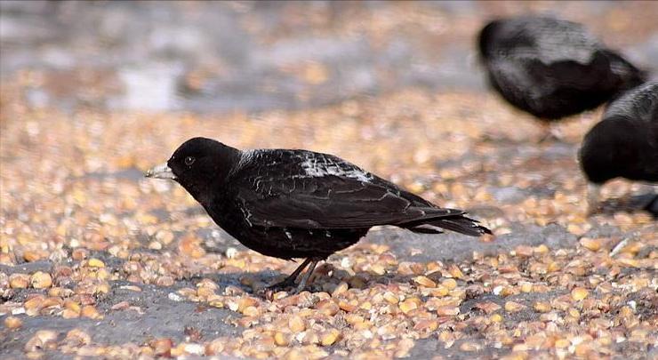 东江揽胜,惠州淡水常见鸟类图谱