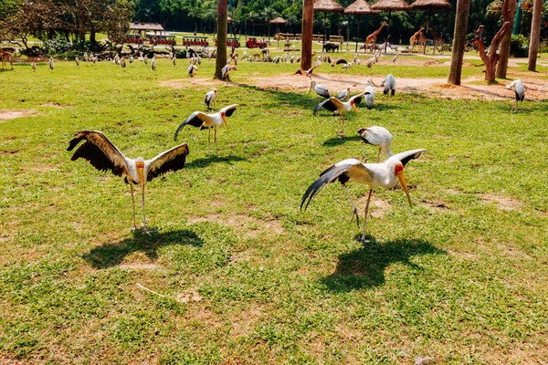 广州长隆旅游攻略自由行详细,广州长隆五一节3天2夜亲子游攻略