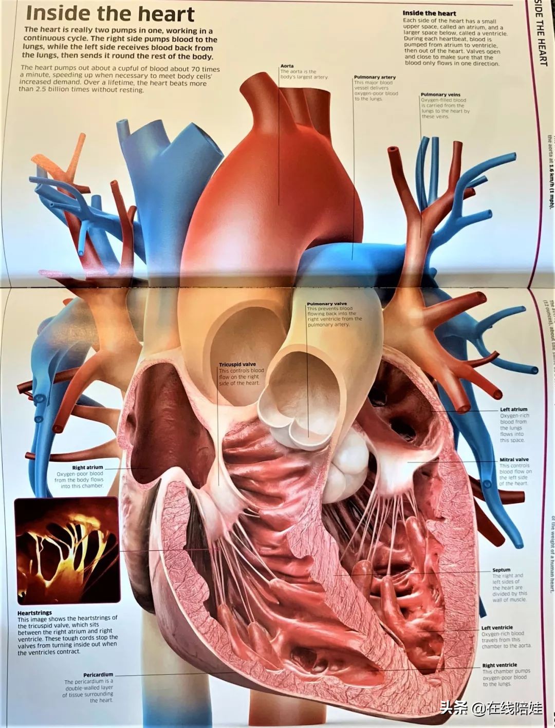 dk知识大百科全套,dk知识大百科书金银版
