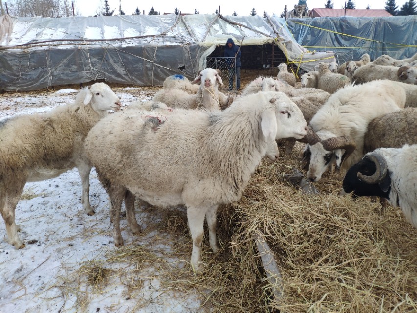 都说羊群感染布病很难缠,养羊人如何应对,兽医告诉你