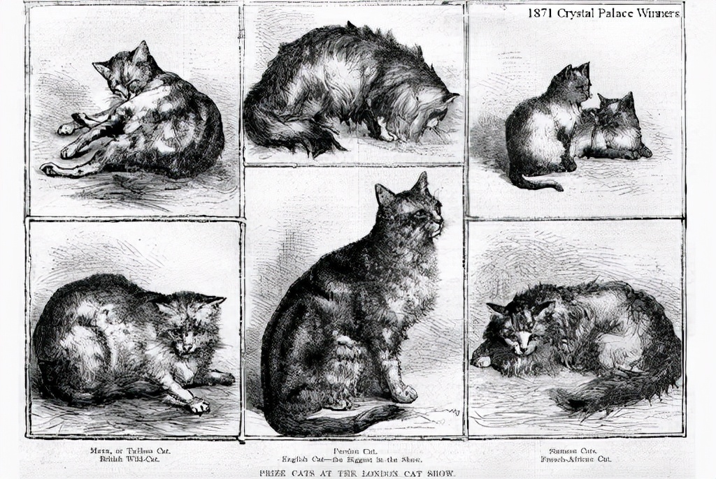 是人驯化了猫还是猫驯化了人呢,是人类驯化了猫还是猫驯化了人类