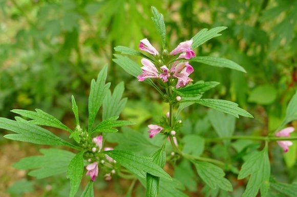 中药治痤疮祛痘祛闭口粉刺,中药美容祛雀斑特效方