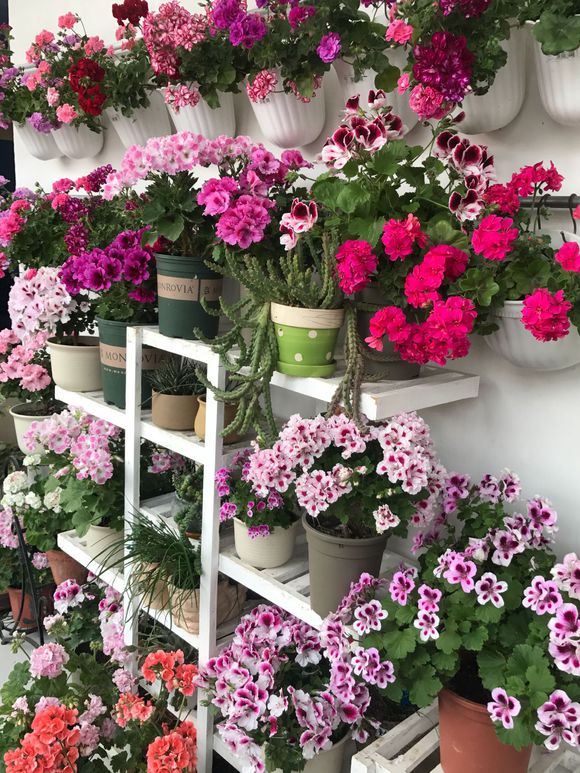 老奶奶种天竺葵,天竺葵大棵老桩