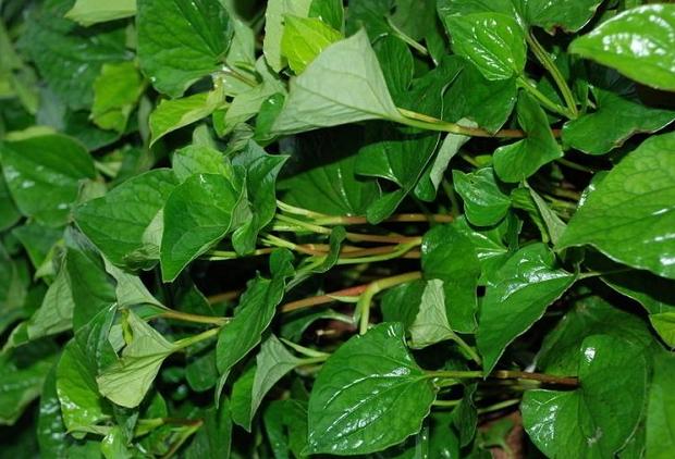 深山溪水野生鱼,农村老家小溪河野生鱼