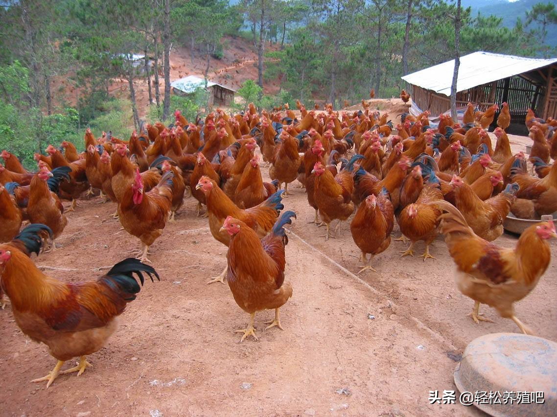 常见鸡病治疗大全,细说鸡的常见病和治疗方法