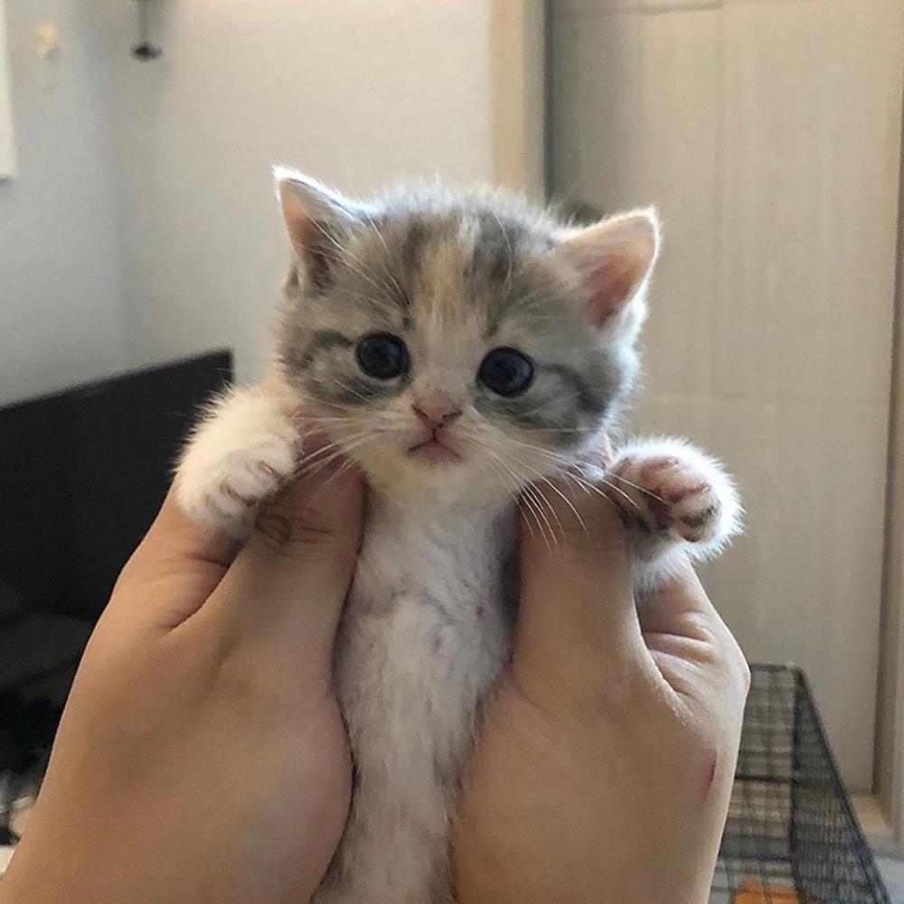 幼猫拉稀是乳白色的,幼猫拉稀是什么原因造成的