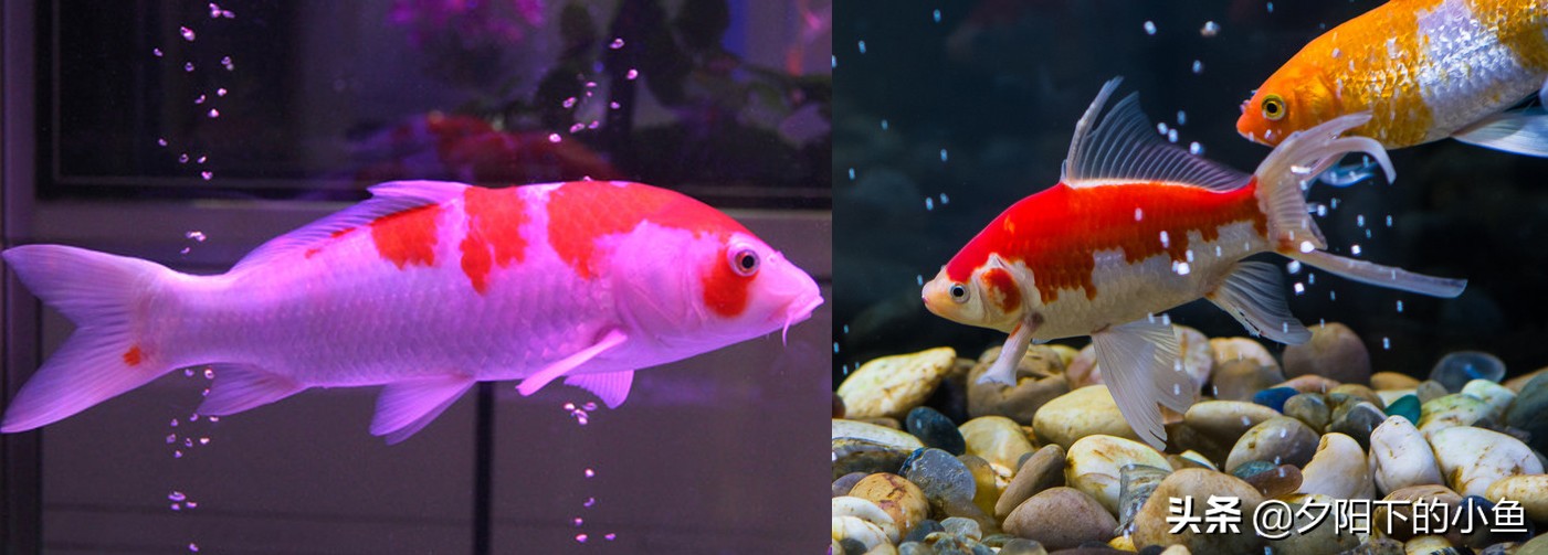 老同学被人坑买错鱼引出的故事，3回合的较量，谁胜出你一定知道