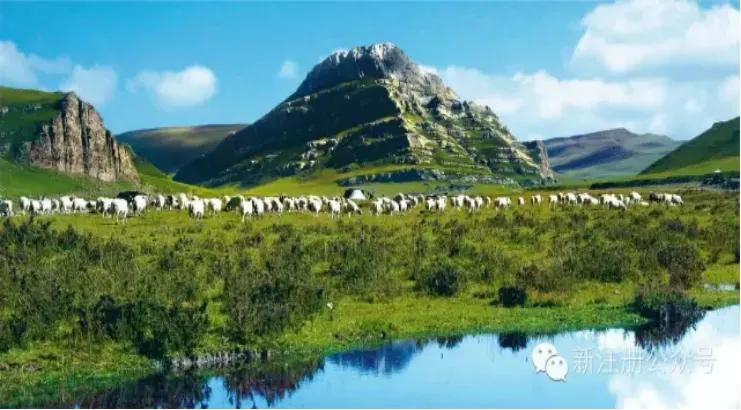 净土天峻高原牧场图片,净土天峻