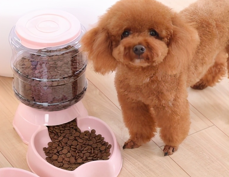 泰迪和贵宾犬有什么区别,贵宾犬和泰迪有什么区别