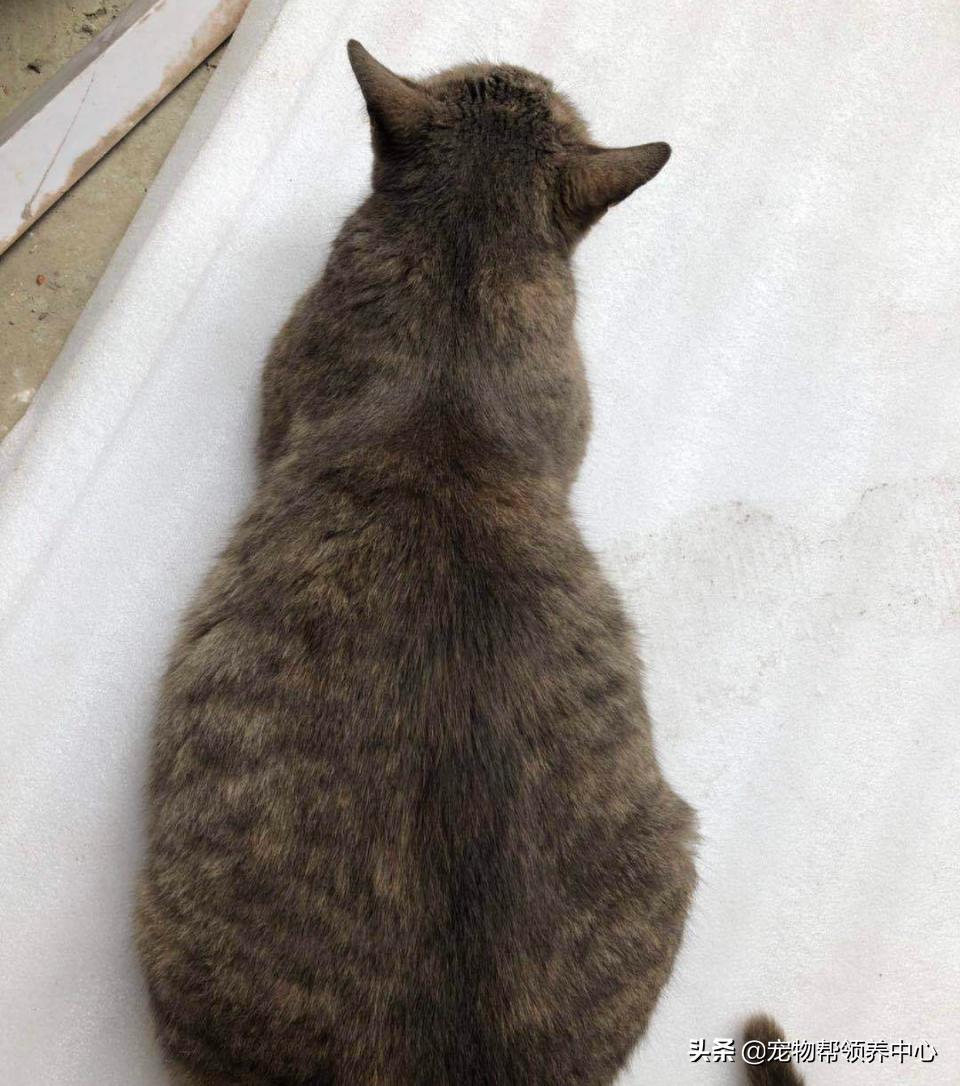 被遗弃的小法斗,法斗被遗弃