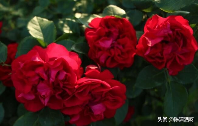 中国月季红色浓香,13种中国红月季让你美个爆