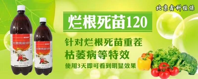 西瓜出现根腐病怎么治疗,西瓜根腐病和茎基腐有什么区别