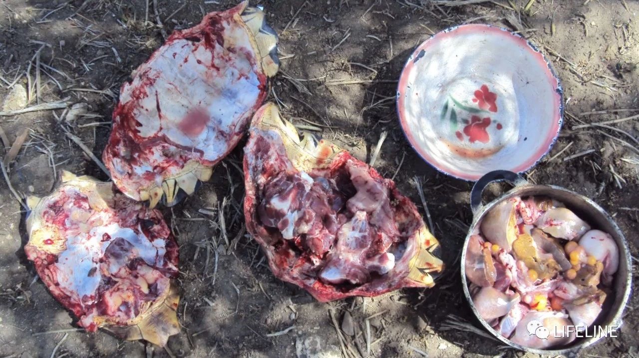 龟中“考拉”，请别让我们的孩子在博物馆见到它们...