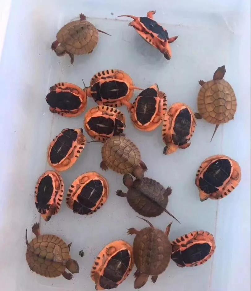 龟龟经常应激会怎么样,龟外伤用什么药