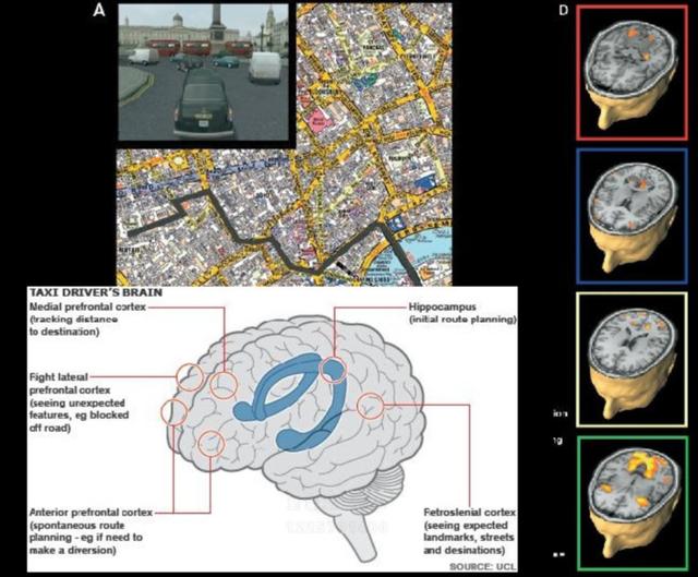 大脑的创造力主要蕴藏在哪里,大脑的自我意识是怎么产生的