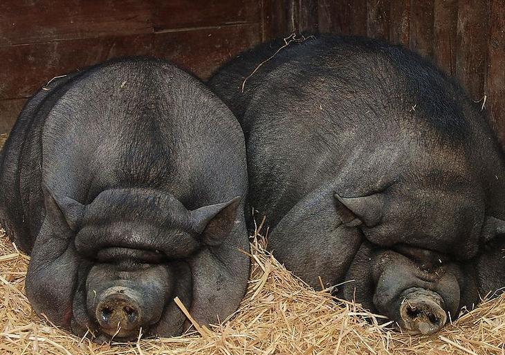 母猪不发情有什么方法能解决？这些好用的方法可以收藏一下