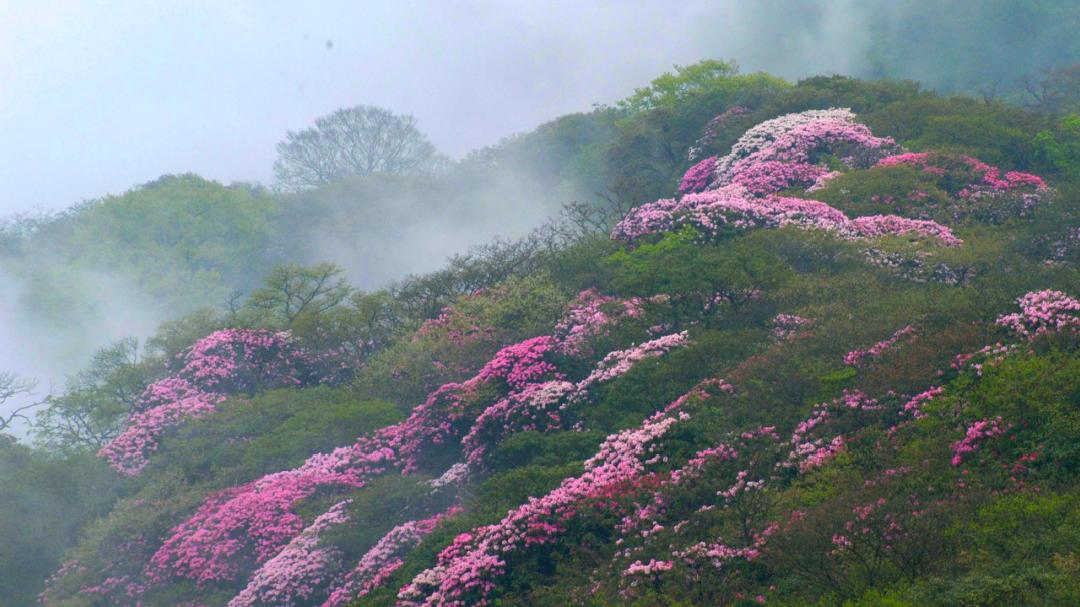 贵州这些景区有5折优惠免票活动,贵州省景区免票政策