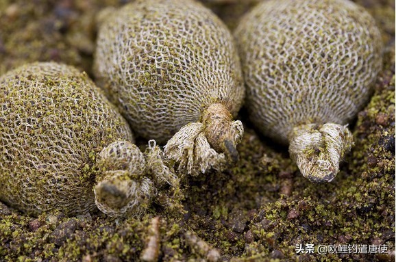 话说欧鲤钓组全集,欧鲤钓法pva