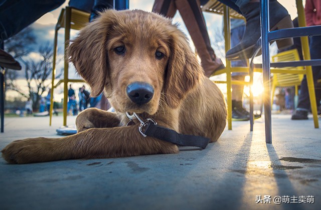 狗狗口水多怎么回事,狗狗口水很黏是怎么回事