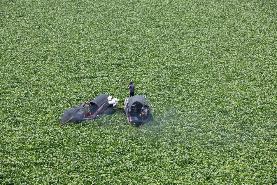 曾经泛滥的水葫芦为什么消失了,曾经入侵中国的水葫芦都去了哪里