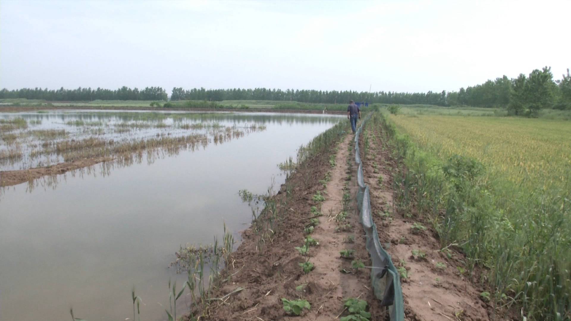 养虾一个月出现空肠死虾怎么回事,虾池出现整条死虾是什么原因