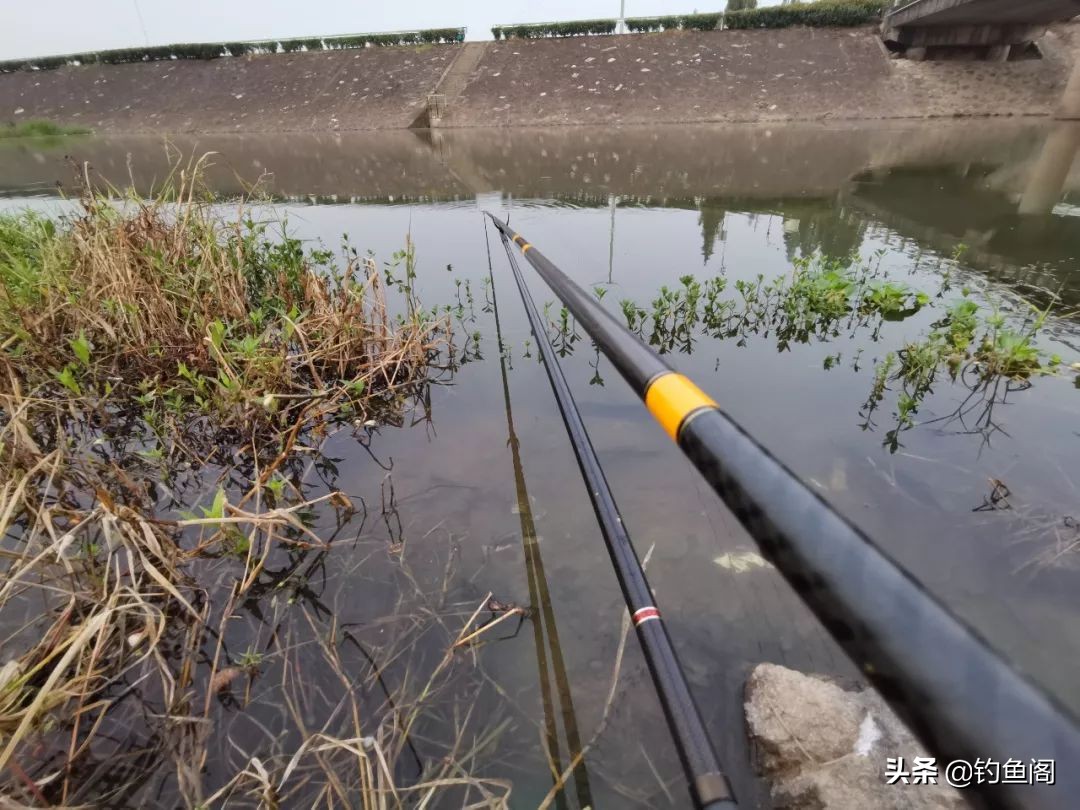 口香糖能不能钓鱼,口香糖钓鱼适合台钓吗