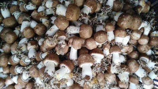 林下巴西菇种植技术,巴西菇的种植方法