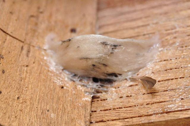 燕窝真的有滋补的效果吗,燕窝是一种怎样的滋补品