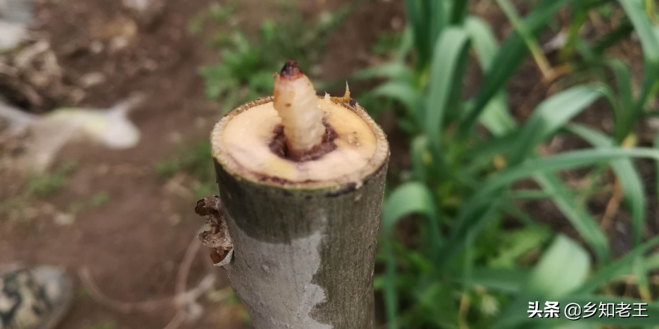 核桃树发黑落果严重怎么办,核桃树死枝是什么原因如何防治