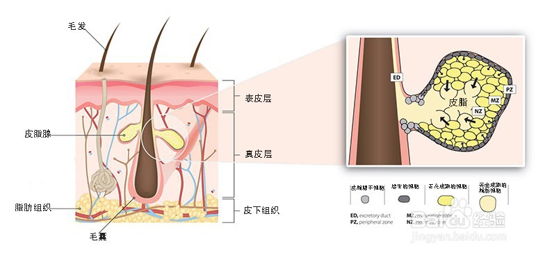 战痘路上真实经历,战痘的终点是修护皮肤屏障