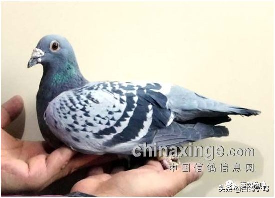 胡刚讲解雌鸽育种视频,胡刚说鸽骨体型视频