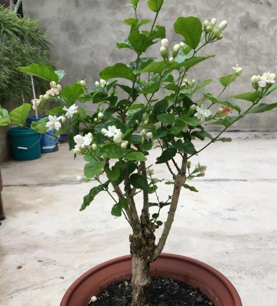 茉莉花花苞没开就掉了怎么回事,鲜切茉莉花花苞没开就掉了咋回事