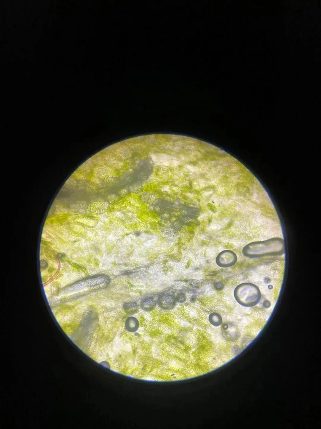 4位鼎石女生的科学梦