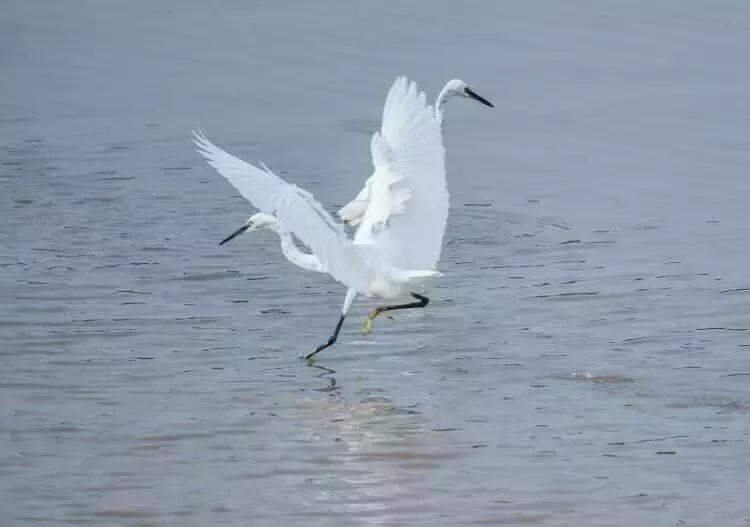笨鸟先飞有何不可下句,关于笨鸟先飞不要气馁的格言