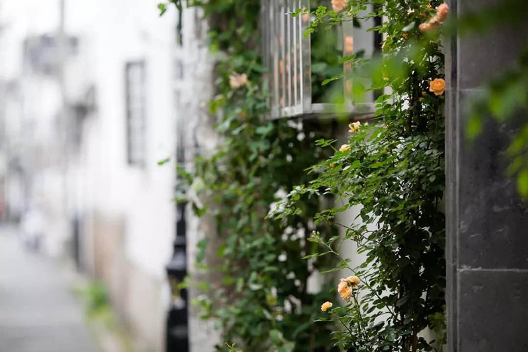 苏州园林静谧之美,苏州小众园林