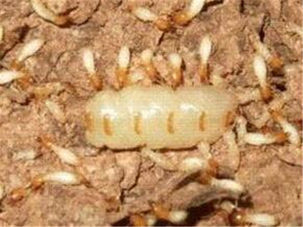 怎么灭蟑螂最有效方法,怎样快速杀灭蟑螂的妙招